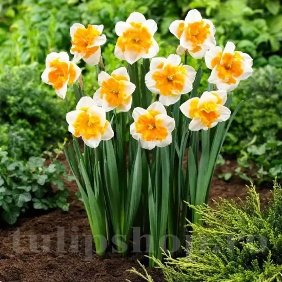 Bulbi Narcise Orangery pachet bulbi narcise orangery tulip shop