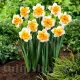 Bulbi Narcise Orangery pachet bulbi narcise orangery tulip shop