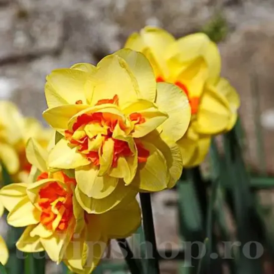 Bulbi Narcise Texas pachet bulbi narcise texas tulip shop