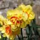Bulbi Narcise Texas pachet bulbi narcise texas tulip shop