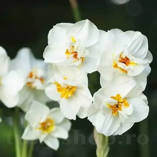 Bulbi Narcise Winston Churchill pachet bulbi narcise winston churchill tulip shop