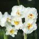 Bulbi Narcise Winston Churchill pachet bulbi narcise winston churchill tulip shop
