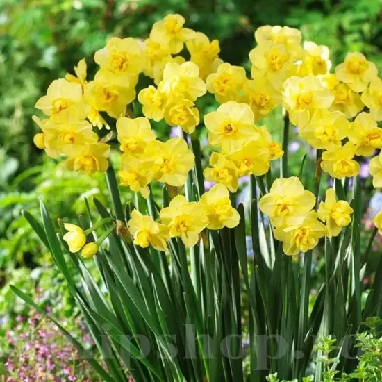 Bulbi Narcise Yellow Cheerfulness pachet bulbi narcise yellow cheerfulness tulip shop