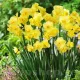 Bulbi Narcise Yellow Cheerfulness pachet bulbi narcise yellow cheerfulness tulip shop