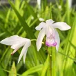 bletilla kuchibeni orhidee terestra alba roz 110x110