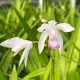 bletilla kuchibeni orhidee terestra alba roz