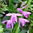 bletilla striata orhidee terestra perena gradina 110x110