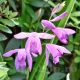 bletilla striata orhidee terestra perena gradina