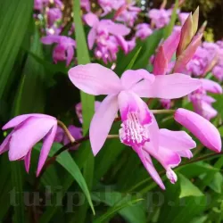 Bulbi Bletilla Striata (Orhidee)