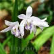 bulbi bletilla striata kuchibeni orhidee gradina