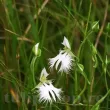 bulbi habenaria radiata orhideea egreta alba 110x110