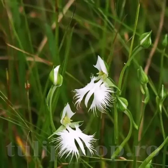 bulbi habenaria radiata orhideea egreta alba