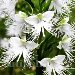 Bulbi Habenaria Radiata (Orhidee)