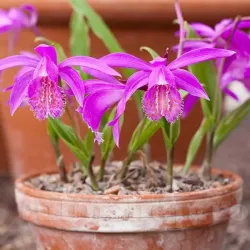 Bulbi Pleione Tongariro (Orhidee)