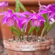 bulbi pleione tongariro orhidee gradina roz