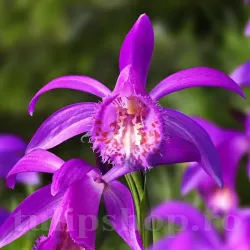Bulbi Pleione Tongariro (Orhidee)