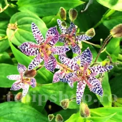 Bulbi Tricyrtis Dark Beauty (Orhidee)
