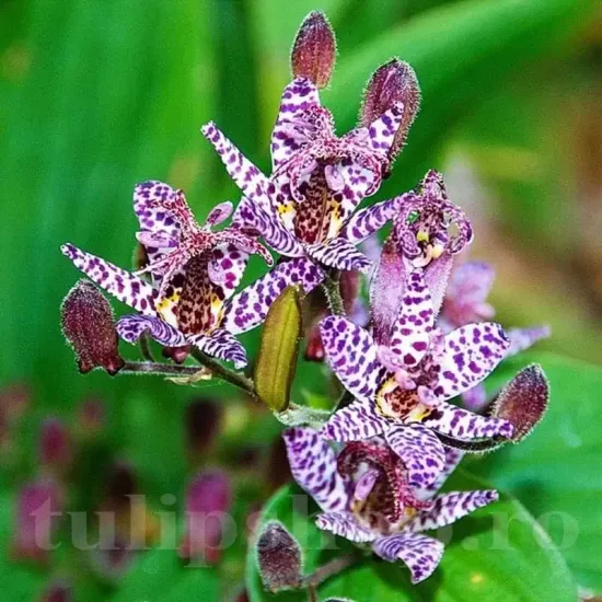 bulbi tricyrtis hirta crin broasca japonez