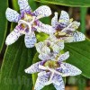 Bulbi Tricyrtis Hirta (Orhidee)