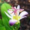 Bulbi Tricyrtis Tojen (Orhidee)