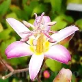 Bulbi Tricyrtis Tojen (Orhidee)