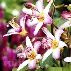 Bulbi Tricyrtis Tojen (Orhidee)