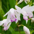 floare bletilla kuchibeni orhidee perena rara 110x110