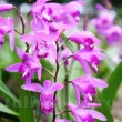 floare bletilla striata orhidee rezistenta la ger 110x110