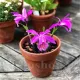 floare pleione tongariro orhidee miniaturala gradina