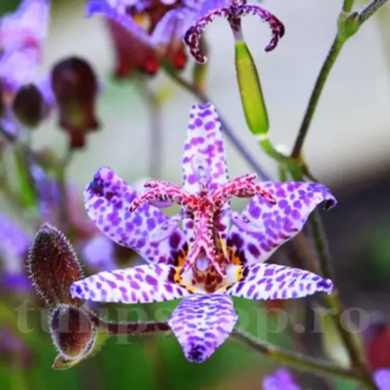 floare tricyrtis dark beauty liliac umbra gradina