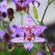 floare tricyrtis dark beauty liliac umbra gradina
