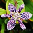 floare tricyrtis hirta exotica gradina umbra 110x110