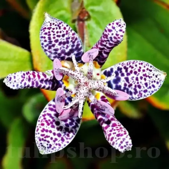 floare tricyrtis hirta exotica gradina umbra