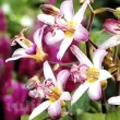 Bulbi Tricyrtis Tojen (Orhidee) floare tricyrtis tojen frunze decorative umbra 110x110