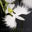habenaria radiata orhidee gradina forma pasare 110x110