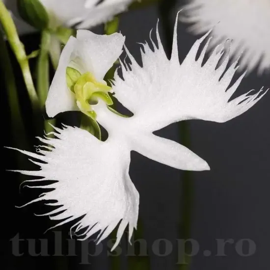 habenaria radiata orhidee gradina forma pasare