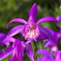 Bulbi Pleione Tongariro (Orhidee)