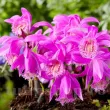 pseudobulbi pleione tongariro plantare ghiveci 110x110