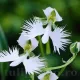 rizomi habenaria radiata orhidee terestra alba