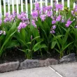 rizomi orhidee bletilla striata plantare umbra 110x110