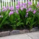 rizomi orhidee bletilla striata plantare umbra