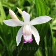 rizomi orhidee gradina bletilla kuchibeni umbra 110x110
