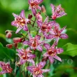 rizomi tricyrtis dark beauty crin japonez peren 110x110