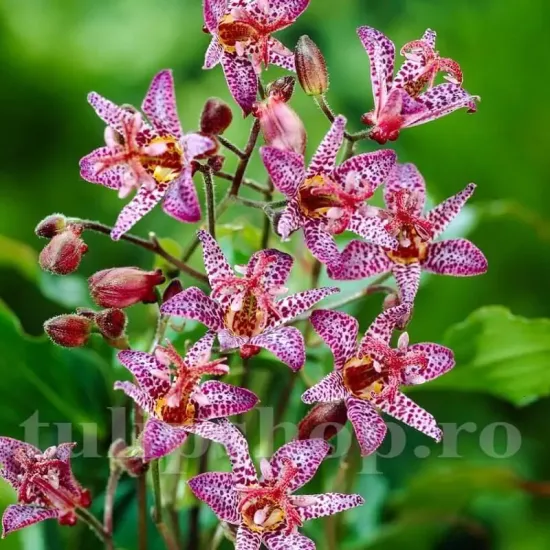 rizomi tricyrtis dark beauty crin japonez peren
