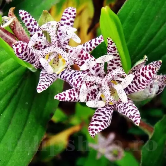 rizomi tricyrtis hirta crin japonez peren