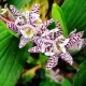 rizomi tricyrtis hirta crin japonez peren