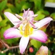 Bulbi Tricyrtis Tojen (Orhidee) rizomi tricyrtis tojen crin japonez peren 110x110