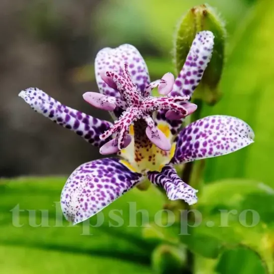 tricyrtis dark beauty floare exotica punctata