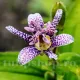 tricyrtis dark beauty floare exotica punctata