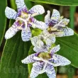 tricyrtis hirta floare umbra alb purpuriu 110x110